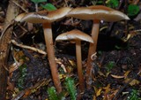 Collybiopsis rimutaka image