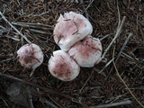 Hygrophorus erubescens image