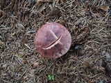 Hygrophorus erubescens image