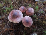 Hygrophorus erubescens image