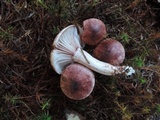 Hygrophorus erubescens image