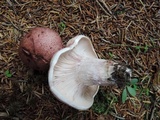 Hygrophorus erubescens image