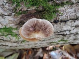 Crepidotus mollis image