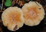 Collybiopsis rimutaka image