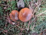 Suillus luteus image