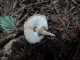 Chlorophyllum olivieri image