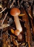 Collybiopsis rimutaka image
