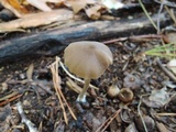 Entoloma hirtipes image