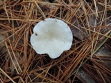 Leucocybe candicans image
