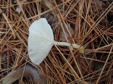 Leucocybe candicans image