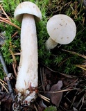 Leccinum holopus image