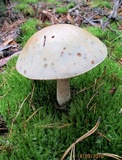 Leccinum holopus image
