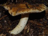 Russula acrolamellata image