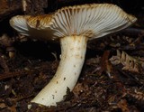 Russula acrolamellata image