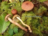 Inocybe olympiana image