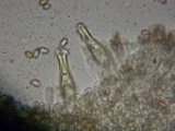 Inocybe olympiana image