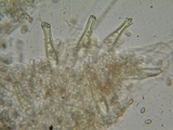 Inocybe olympiana image