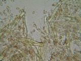 Inocybe olympiana image