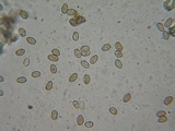 Inocybe olympiana image