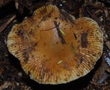 Russula acrolamellata image