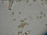 Inocybe olympiana image