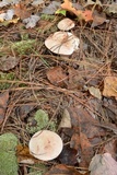 Rhodocollybia maculata image