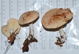 Rhodocollybia maculata image