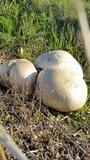 Calvatia cyathiformis image