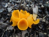 Sowerbyella rhenana image