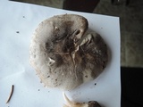 Tricholoma saponaceum image