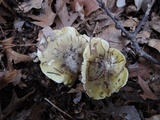 Tricholoma subsejunctum image
