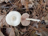 Entoloma albidum image