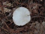 Entoloma albidum image