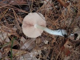Entoloma albidum image