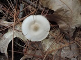 Entoloma albidum image