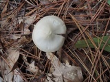 Entoloma albidum image