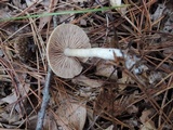 Entoloma albidum image