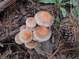 Hypholoma capnoides image