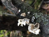 Poronidulus conchifer image