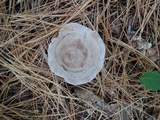 Clitocybe martiorum image