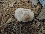 Clitocybe martiorum image