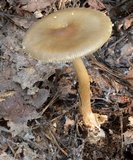 Amanita amerifulva image