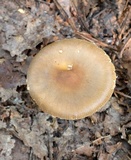 Amanita amerifulva image