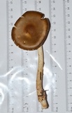 Amanita amerifulva image