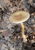 Amanita amerifulva image