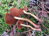 Cortinarius semisanguineus image
