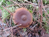 Cortinarius semisanguineus image