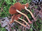 Cortinarius semisanguineus image