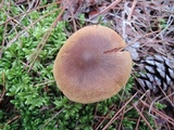 Cortinarius semisanguineus image