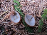 Humaria hemisphaerica image